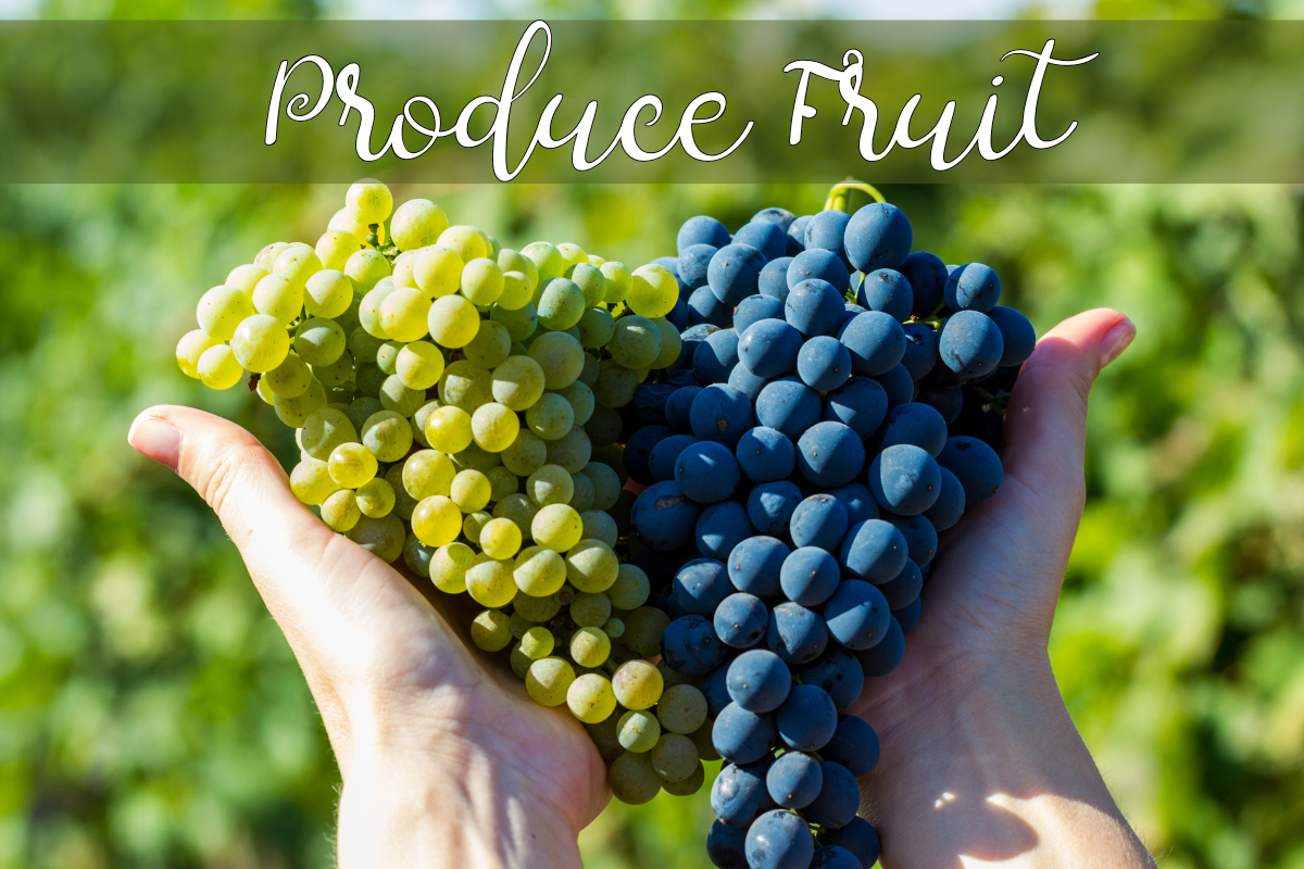 Produce Fruit